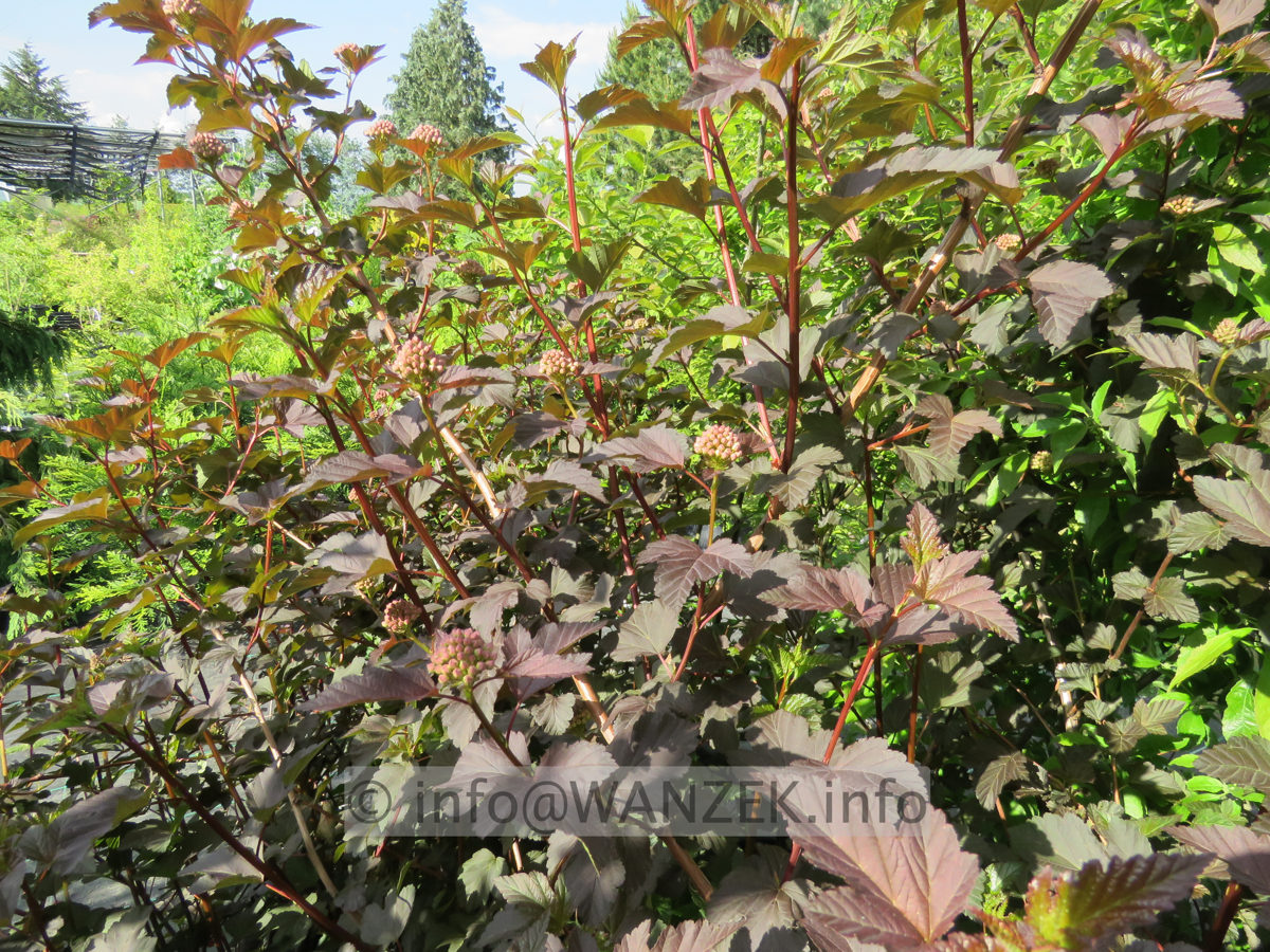 Physocarpus opulifolius Red Baron 02.JPG